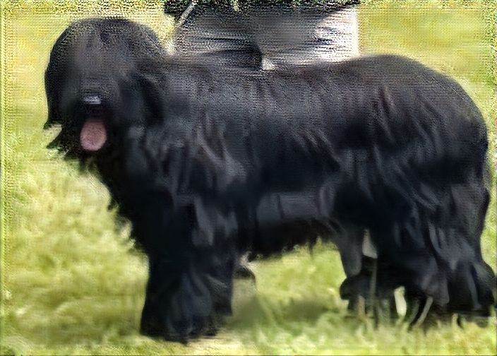 von wuff & cokg Fidelia