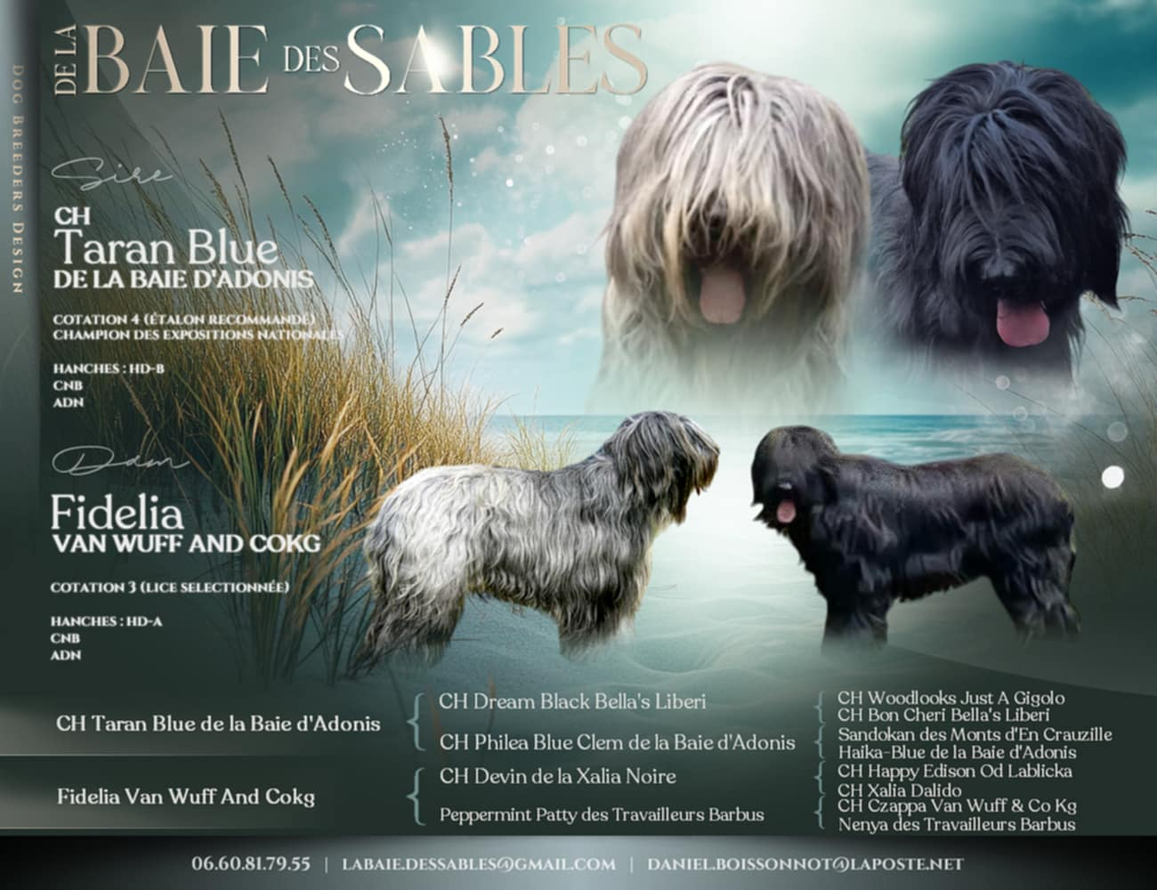 Chiot Berger de Brie De La Baie Des Sables