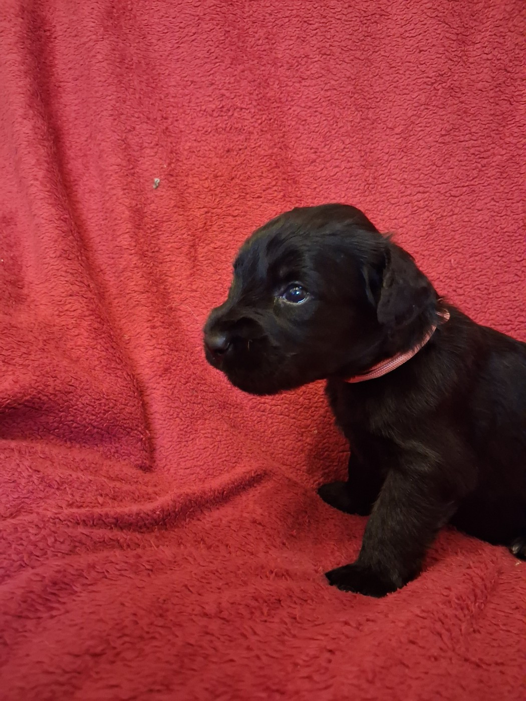 De La Baie Des Sables - Chiots disponibles - Berger de Brie