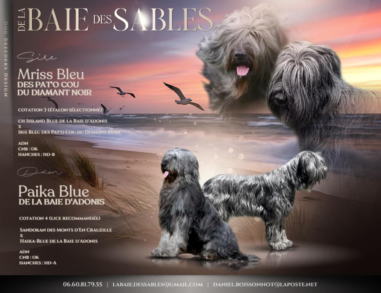 Chiot Berger de Brie De La Baie Des Sables