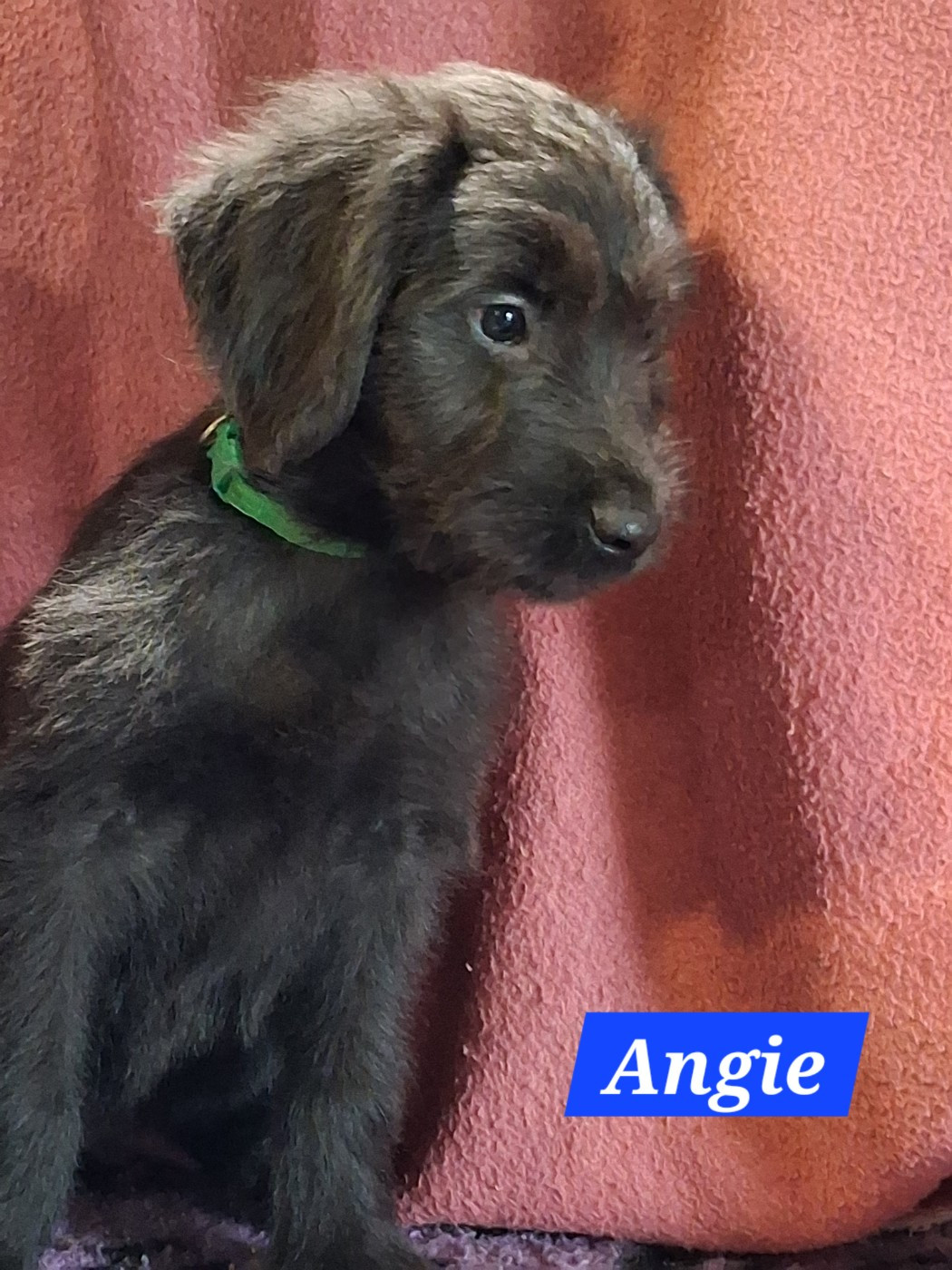 De La Baie Des Sables - Chiots disponibles - Berger de Brie