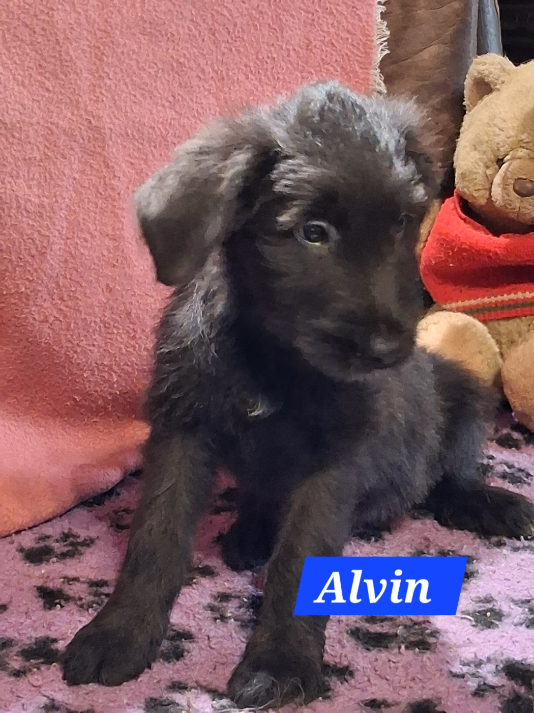 De La Baie Des Sables - Chiots disponibles - Berger de Brie