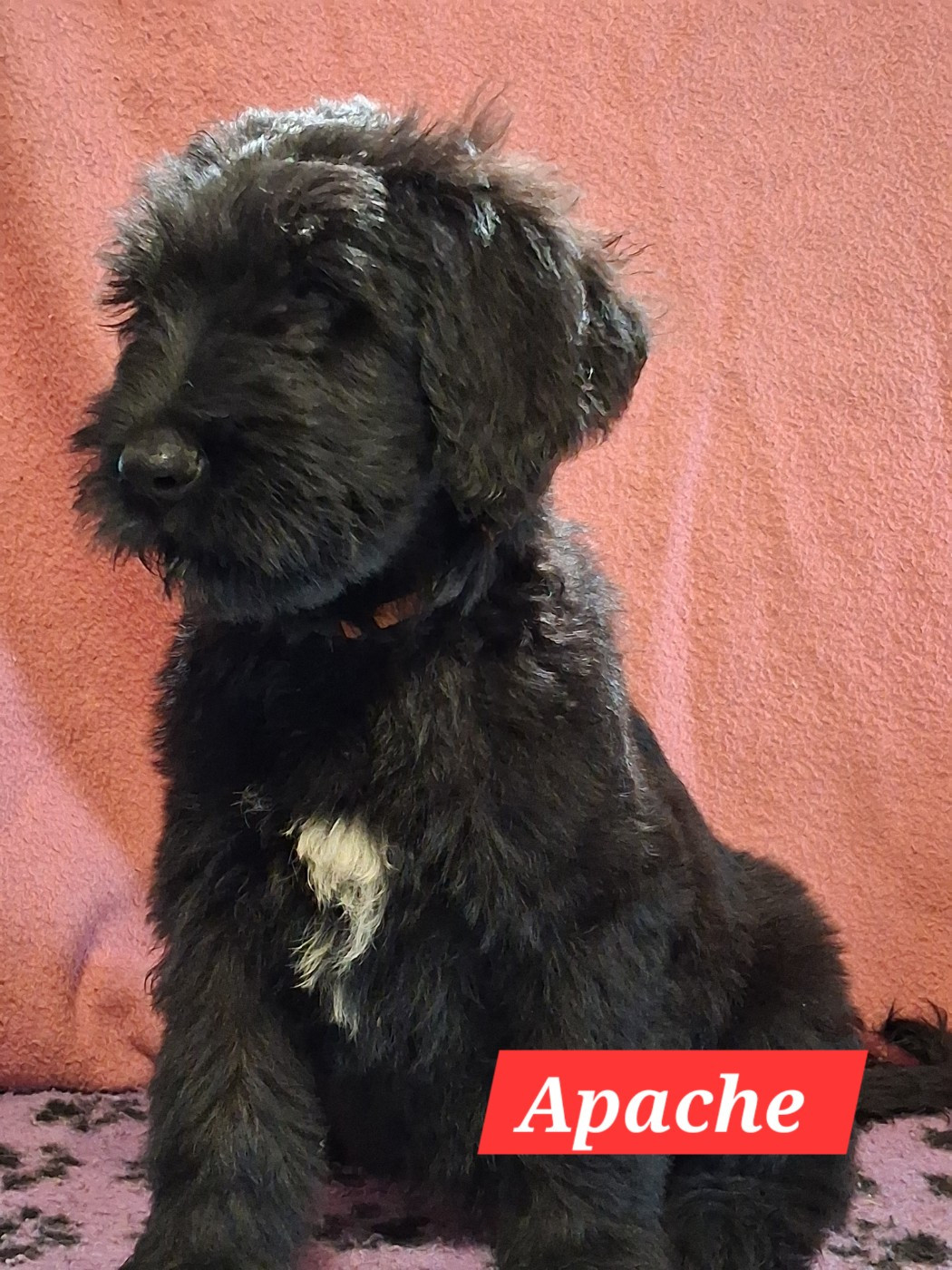 De La Baie Des Sables - Chiots disponibles - Berger de Brie