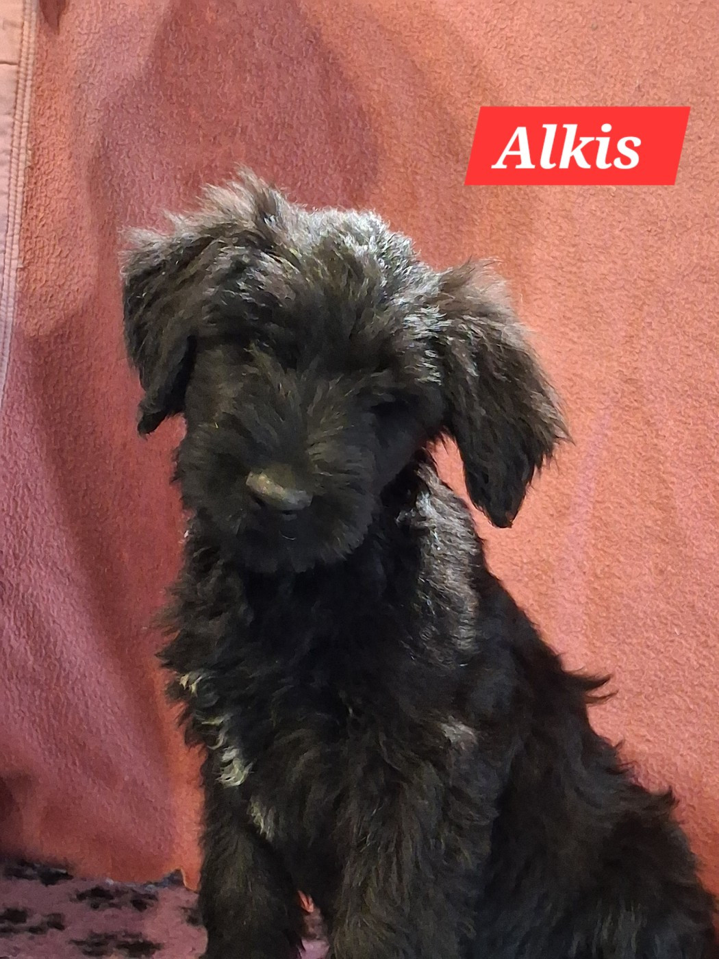 De La Baie Des Sables - Chiots disponibles - Berger de Brie