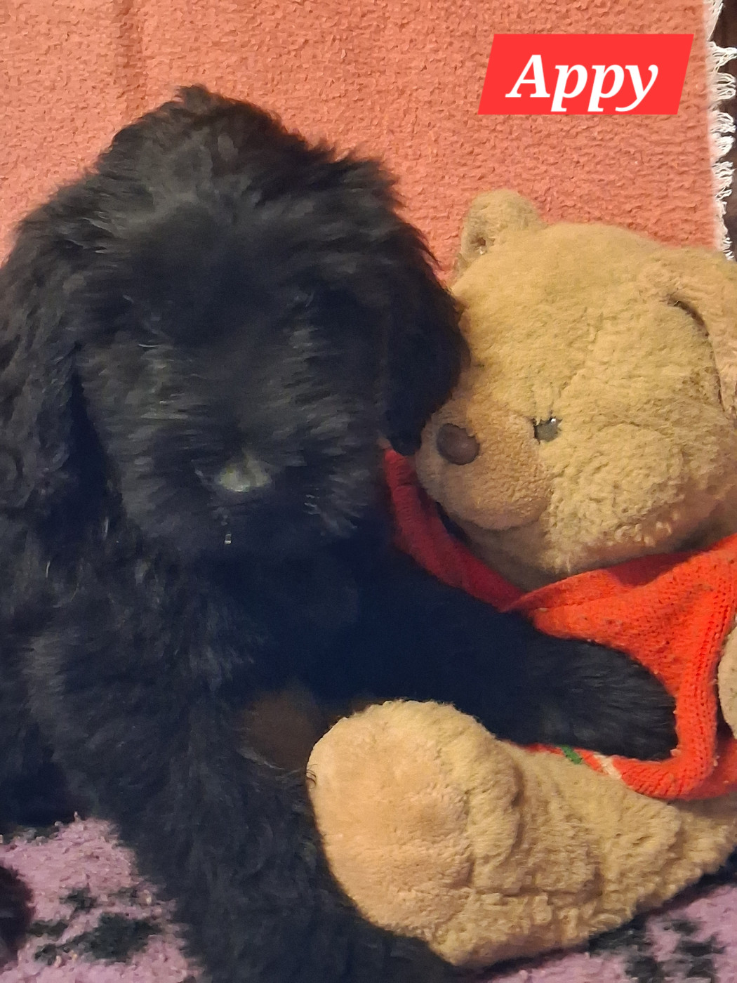 De La Baie Des Sables - Chiots disponibles - Berger de Brie