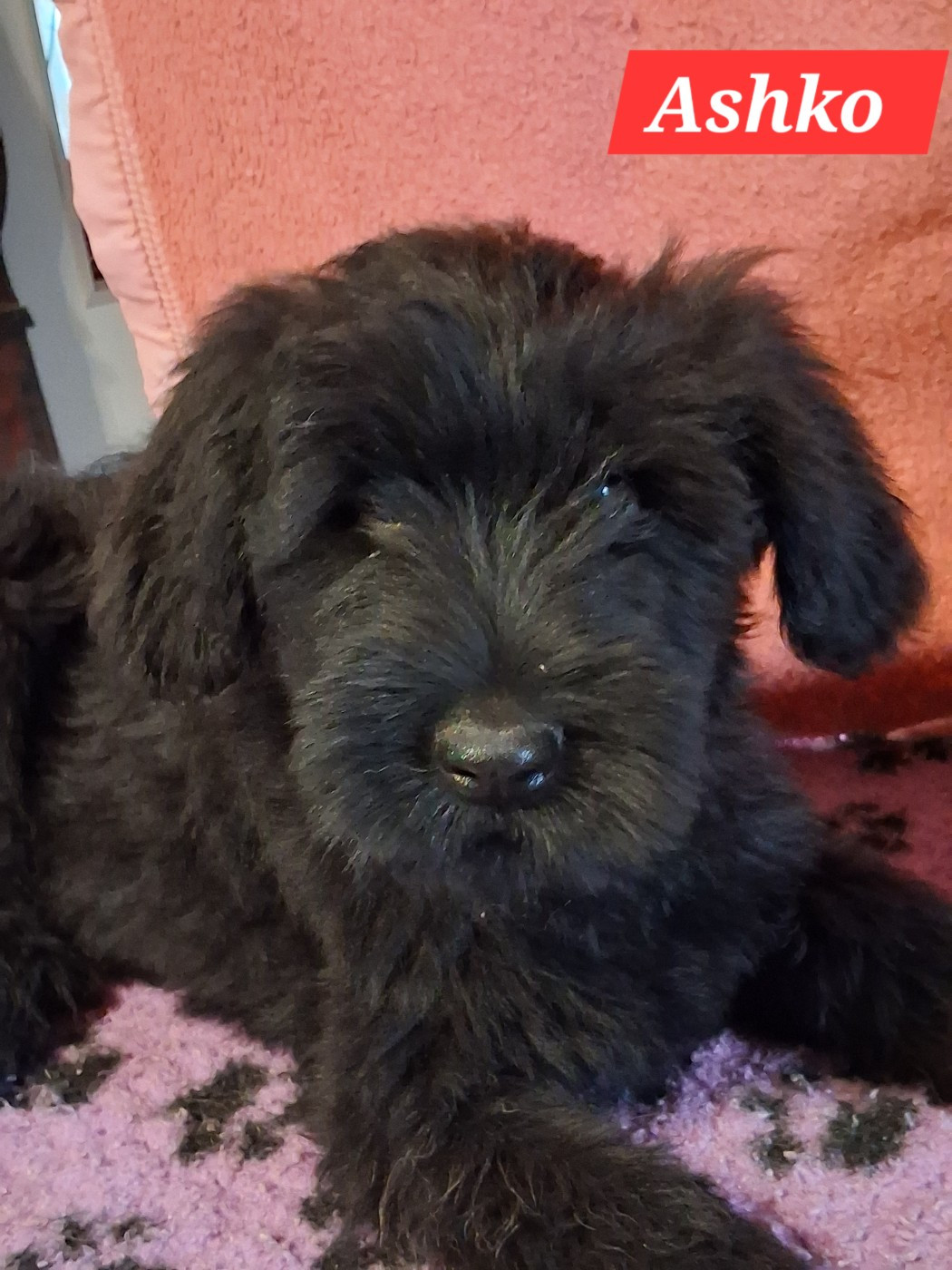 De La Baie Des Sables - Chiots disponibles - Berger de Brie