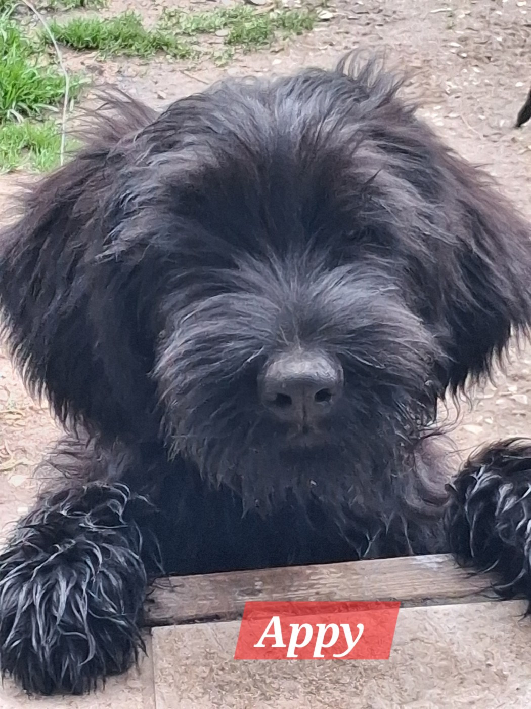 De La Baie Des Sables - Chiots disponibles - Berger de Brie