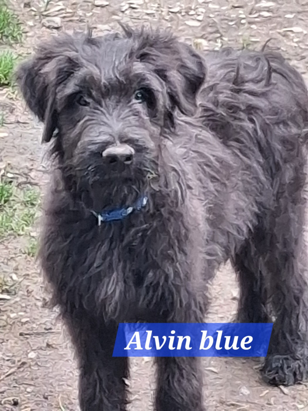 De La Baie Des Sables - Chiots disponibles - Berger de Brie