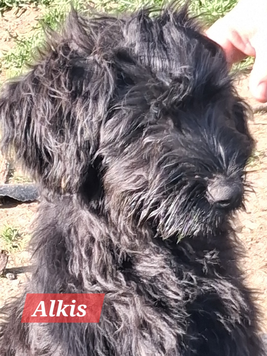 De La Baie Des Sables - Chiots disponibles - Berger de Brie