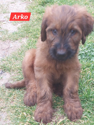 CHIOT 2