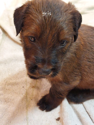 CHIOT 3