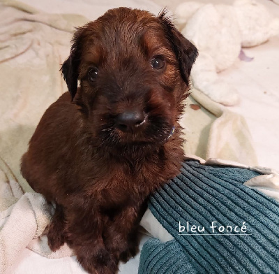 CHIOT 1