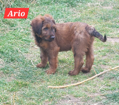CHIOT 7