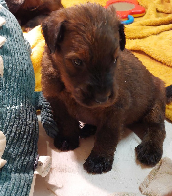 CHIOT 8